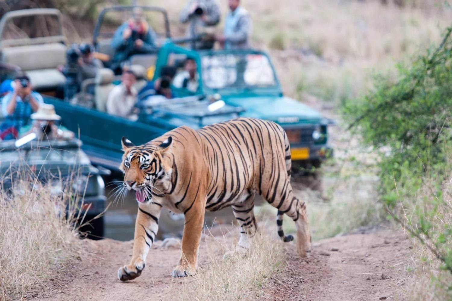 2N Rajasthan | Ranthambhore | Hotel Sher Vilas
