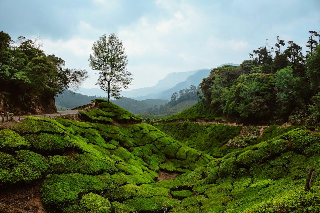 3N Kerala Tour (3 Star Package)