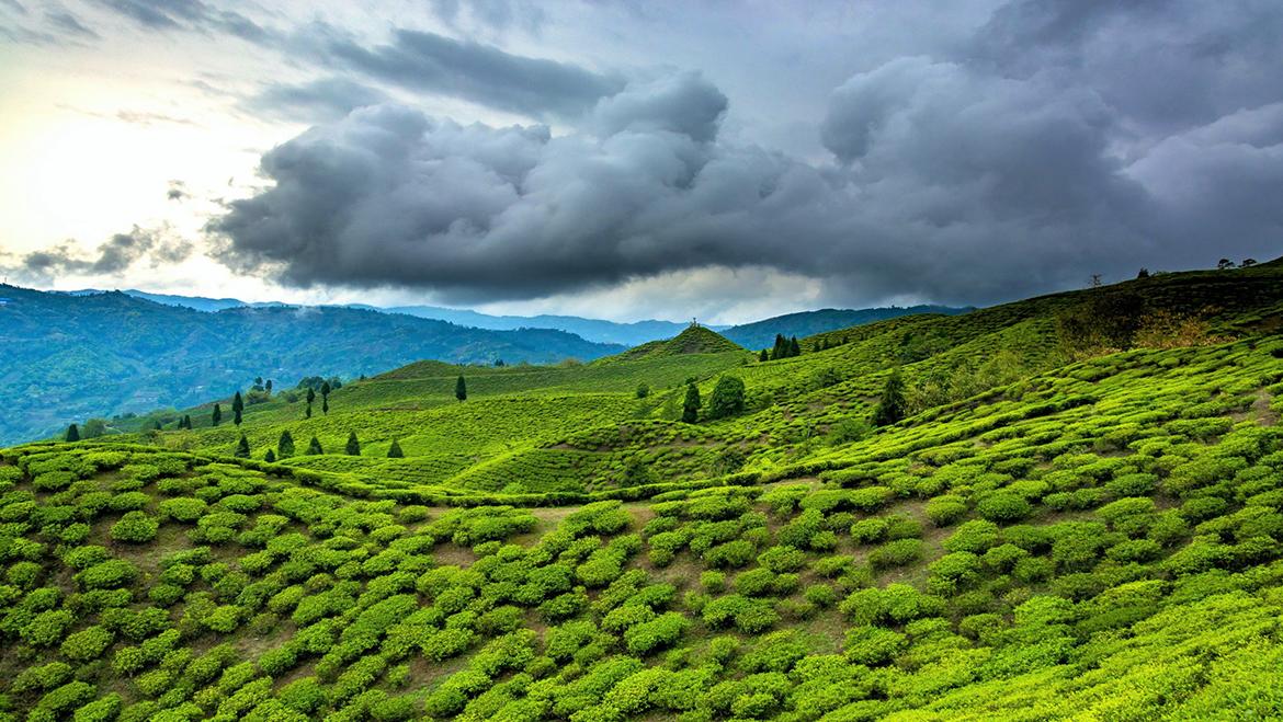 4 Nights / 5 Days Assam Adventure