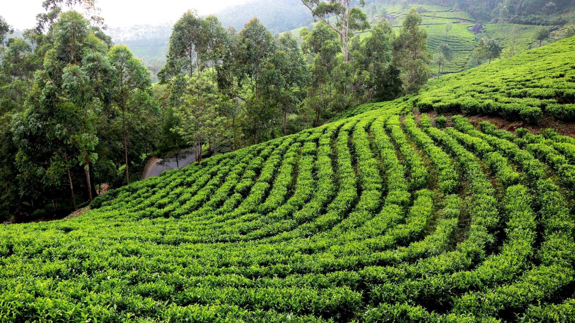 4 Nights / 5 Days Assam Adventure