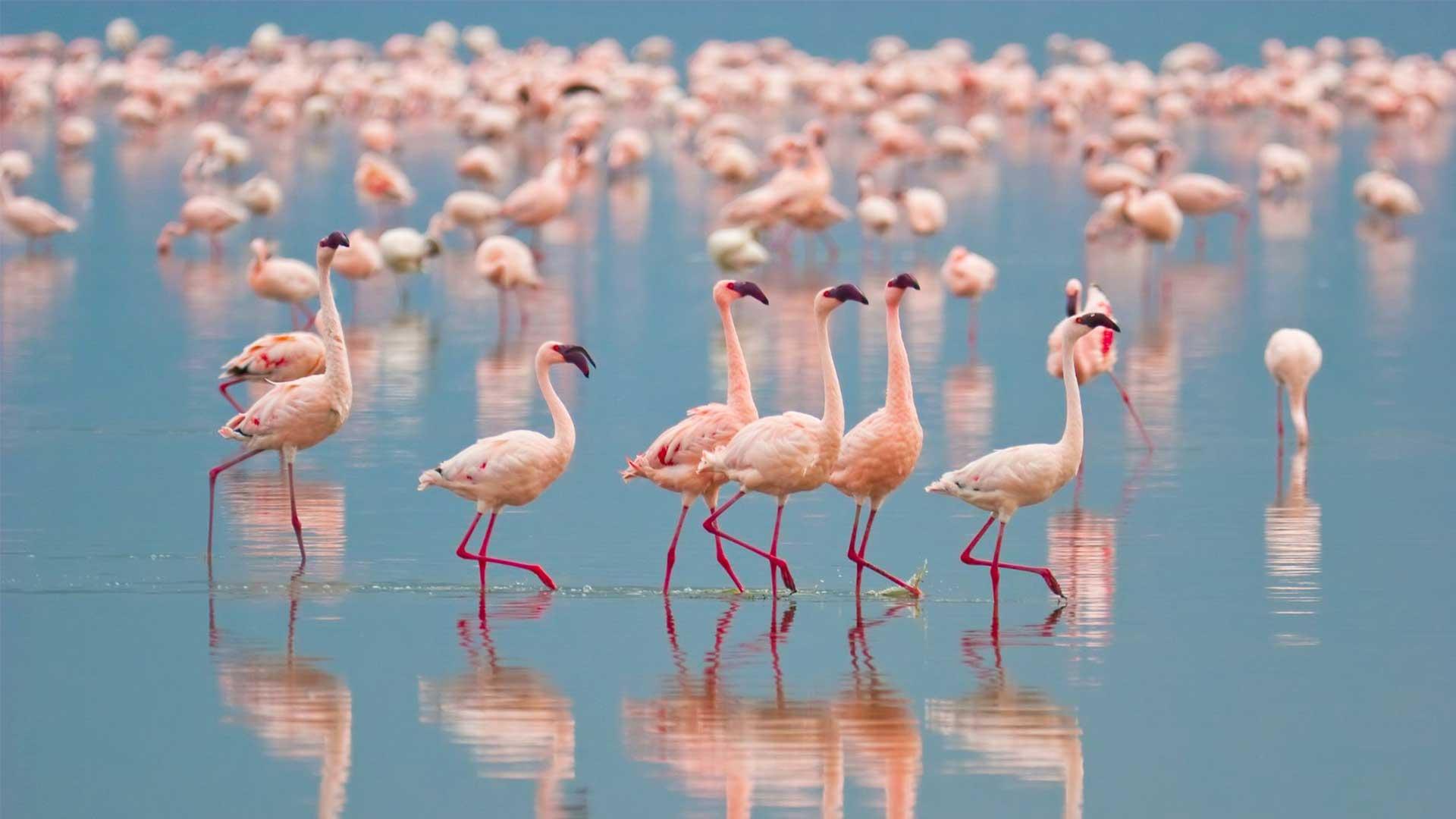 4N Kenya-Nairobi,Lake Nakuru National Park Heaven of Flamingo