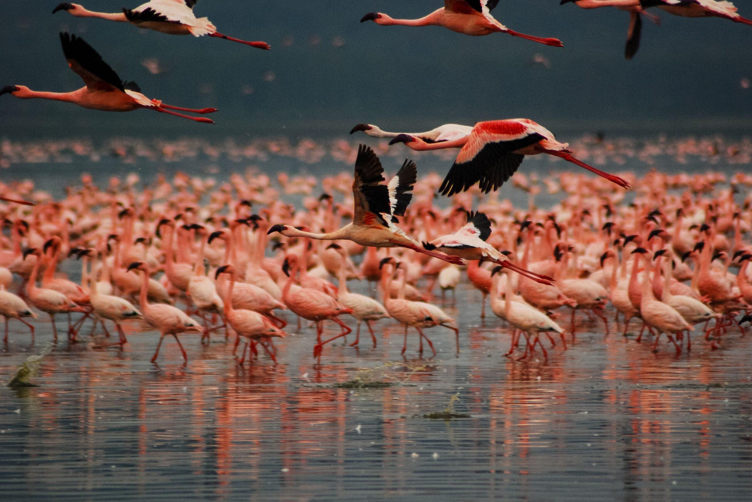 4N Kenya-Nairobi,Lake Nakuru National Park Heaven of Flamingo