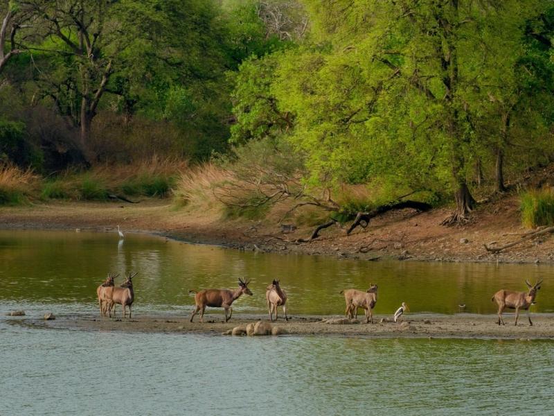 5 Nights / 6 Days Assam Wildlife