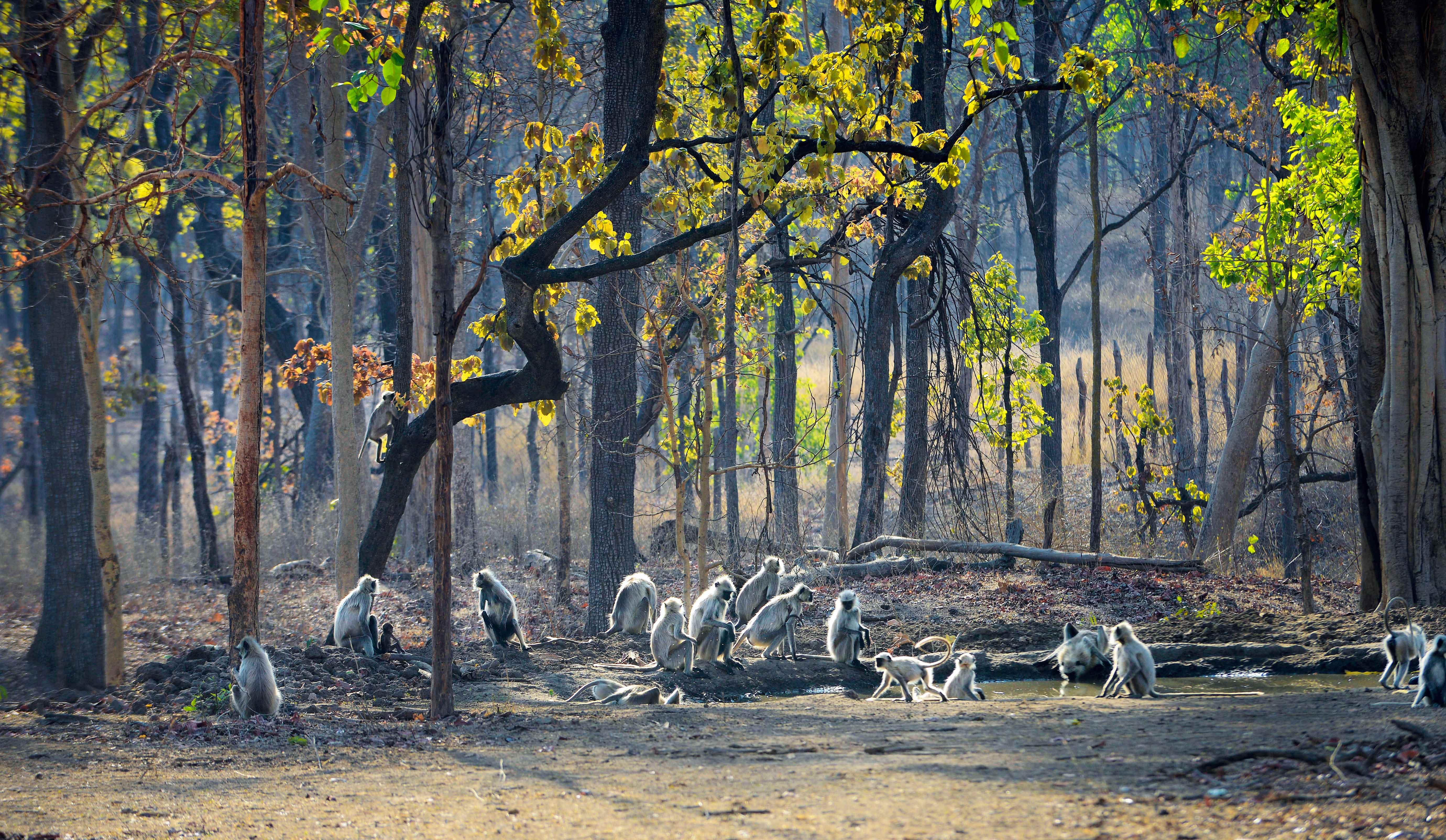 5 Nights/ 6 Days, Central India Wildlife Tour