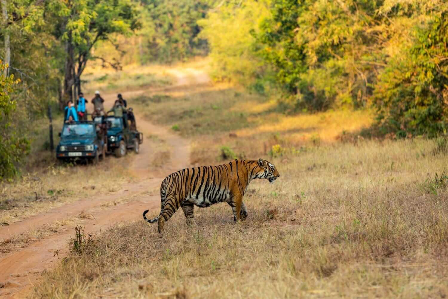 5 Nights/ 6 Days, Central India Wildlife Tour