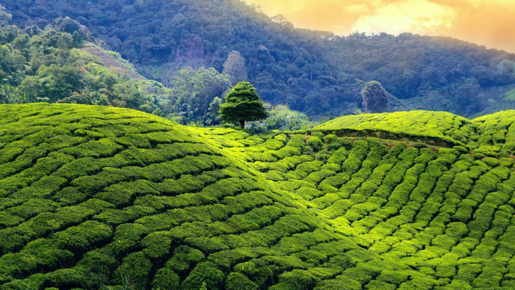 5N View Darjeeling+Kalimpong+Gangtok In Budget