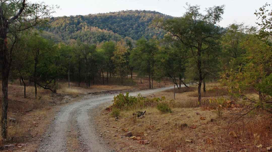 6 Nights / 7 Days Madhya Pradesh Wildlife - Panna, Bandhavgarh and Kanha