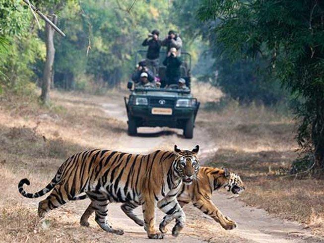 6 Nights / 7 Days Madhya Pradesh Wildlife - Panna, Bandhavgarh and Kanha