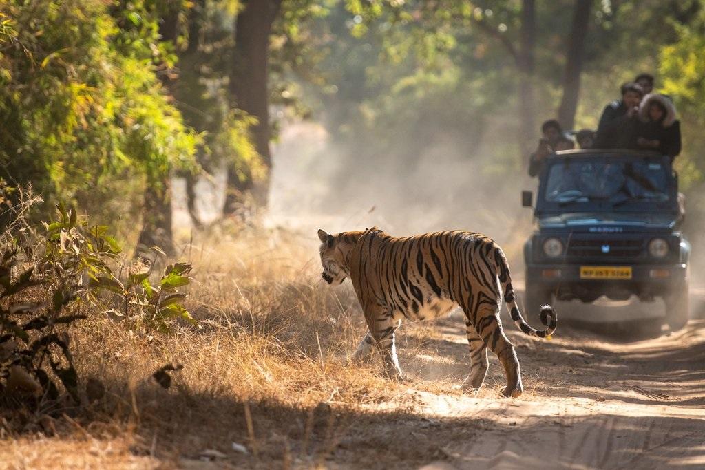 6 Nights / 7 Days Madhya Pradesh Wildlife - Panna, Bandhavgarh and Kanha
