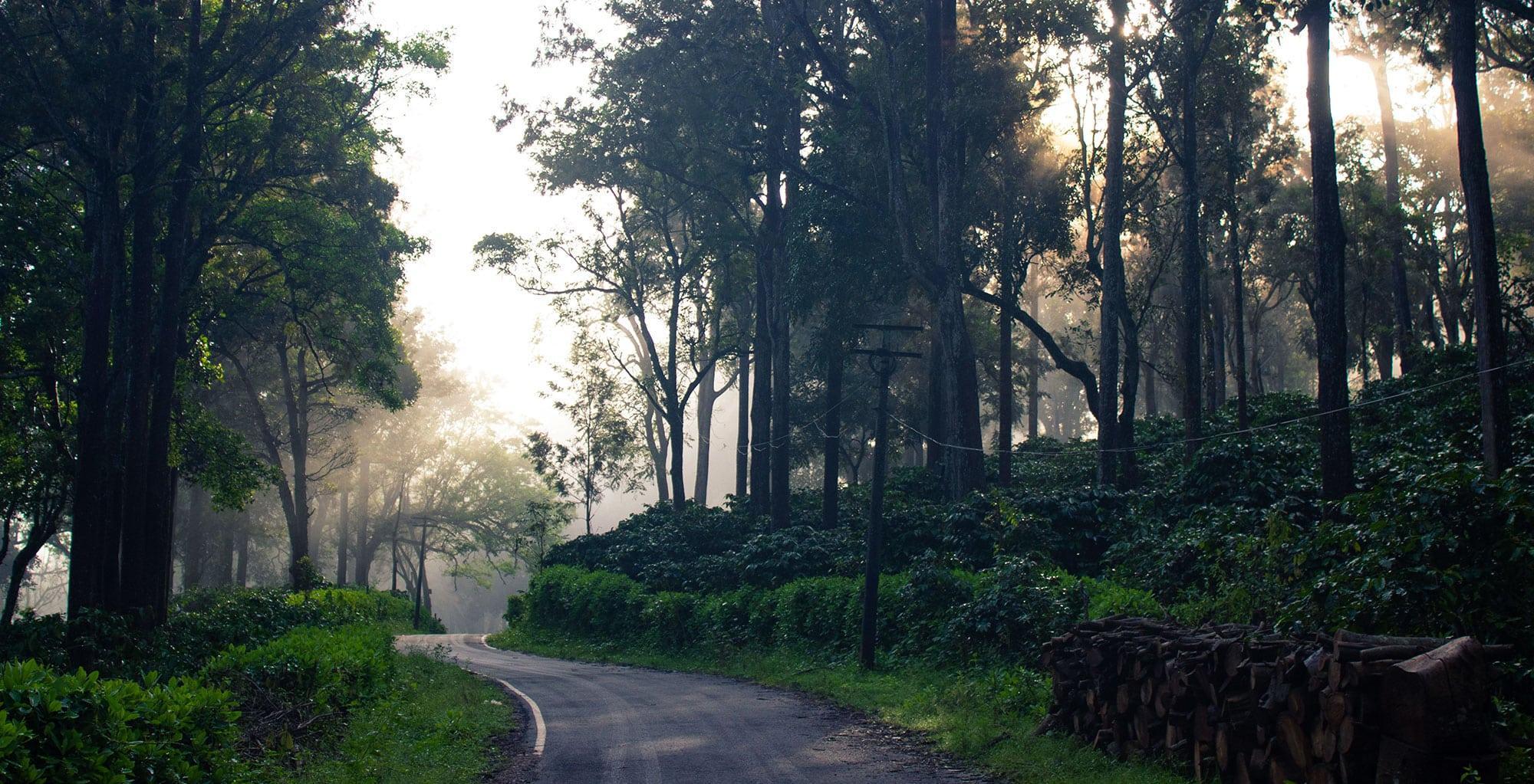 6N Karnataka - Bangalore, Mysore, Wayanad And Ooty - Mount Avenue
