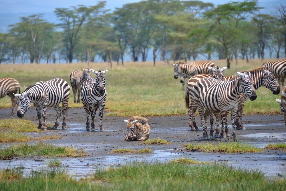 6N Kenya-Glimpse Of Mt. Kilimanjaro
