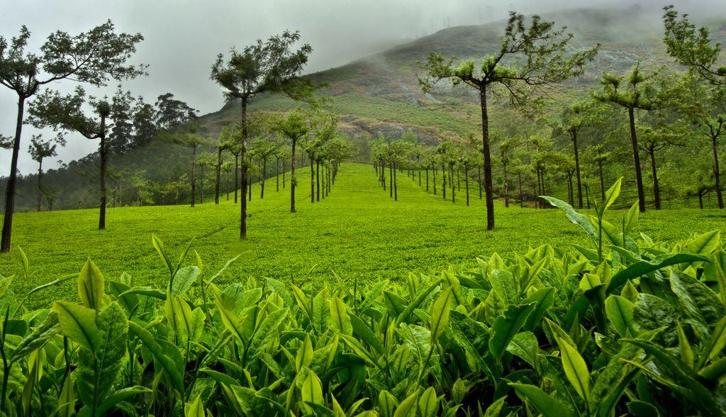 6N Kerala Tour Package