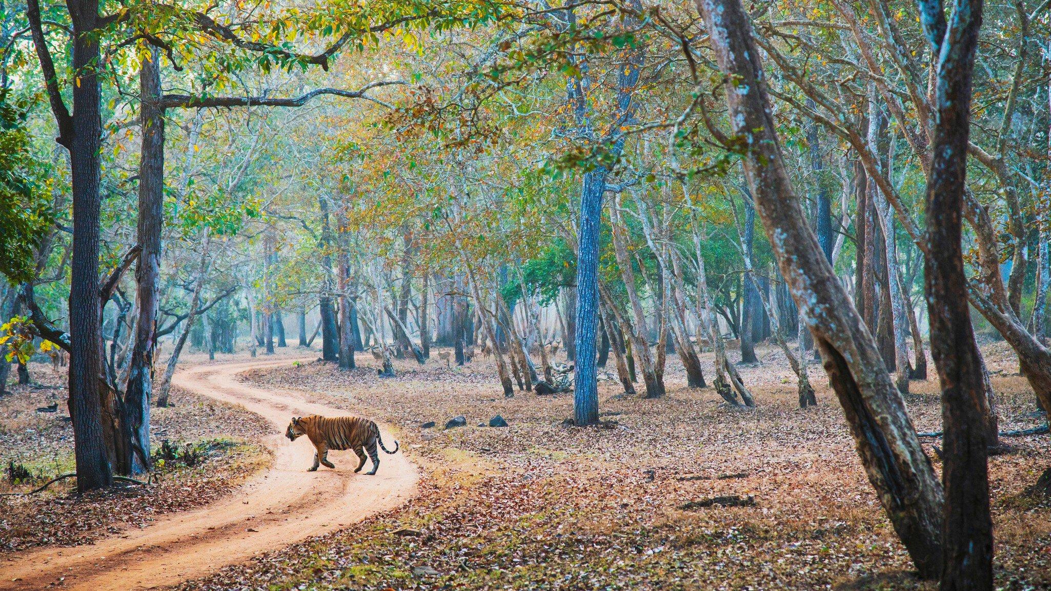 6N Offbeat Odisha Luxury Tour Package