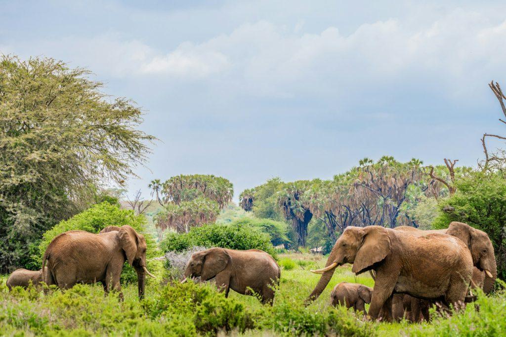 7N Kenya - Serena Safaris