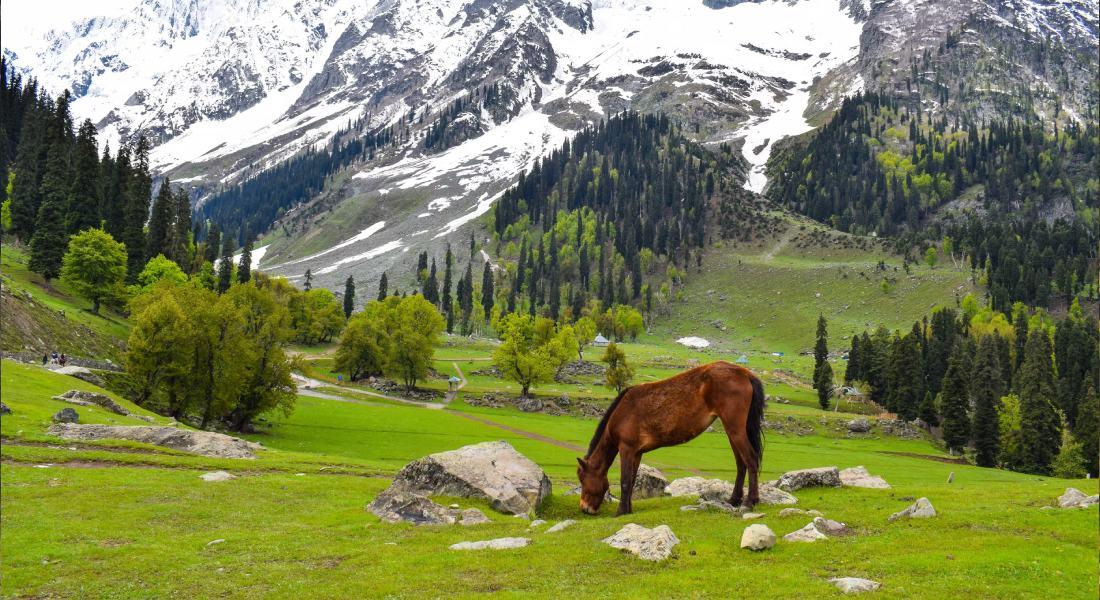 Royal Tour Of Kashmir - 5N